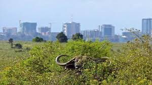 nairobi tented camp