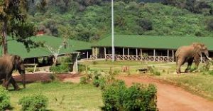 ngorongoro rhino lodge